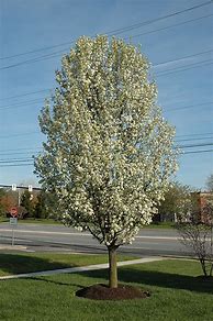 Pyrus calleryana Chanticleer に対する画像結果