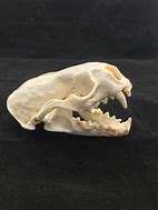 Image result for Sea Otter Skull
