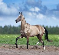 Image result for Strange Horse Breeds