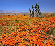 Image result for Mojave Desert Wildflowers