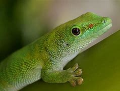 Image result for Spanish Lizard