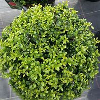 Image result for Ilex crenata Dark Green