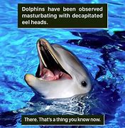 Image result for Dolphin Diving Meme
