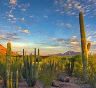 Image result for Desert Cactus Landscape