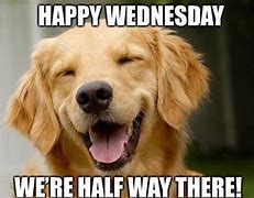 Image result for Wednesday Animal Meme