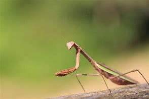 Image result for Praying Mantis Pet in China