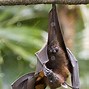 Image result for Fruit Bat Hanging