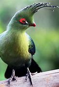 Image result for Schalow's Turaco
