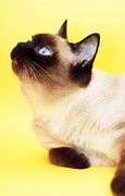 Image result for Siamese Cats