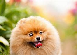 Image result for Cool Dog Wallpapers for Boys