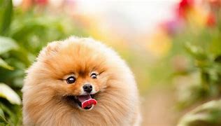 Image result for Cool Dog Wallpapers for Laptop