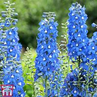 Image result for Delphinium Summer Skies (Pacific-Giant-Group)