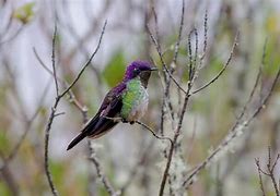 Image result for Ramphomicron Trochilidae