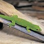Image result for Head Shape Tail Lizard