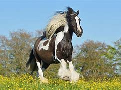 Image result for Cob Horse