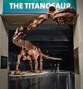 Image result for Biggest Dinosaur Bishir