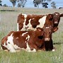 Image result for Biggest Bull Servicing Cow