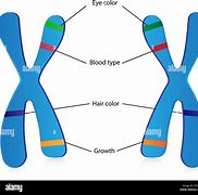 Image result for Chromosome Allele