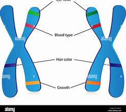 Image result for Are Genes and DNA the Same Thing
