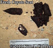 Image result for Bear Poop vs Coyote Poop