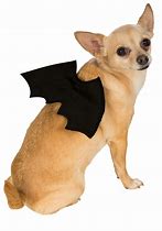 Image result for Bat Pet Clothes