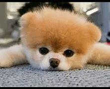 Image result for Cheap Pomeranian Puppies for Sale