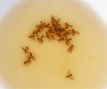 Image result for Baby Fruit Flies