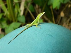 Image result for Tegu Lizard Florida