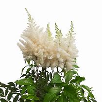 Image result for Astilbe Weisse Perle