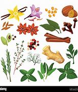 Image result for Spices Cartoon