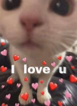 Image result for Cute Cat Love You Meme