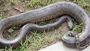 Image result for Biggest Anaconda Recorded