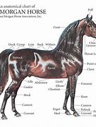 Image result for Morgan Horse Conformation