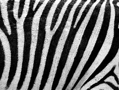 Image result for Zebra Technologies Printer