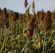 Image result for Sorghum Grain