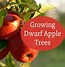 Image result for dwarf lodi apples trees