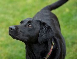 Image result for Labrador Retriever