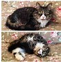 Image result for Funny Cat Profile Pics
