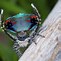 Image result for Speckled Jumping Spider Female