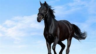 Image result for Armored Black Horse Front View