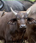 Image result for Buffalo Horns No Skull