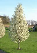 Image result for Flowering Pear Trees Types