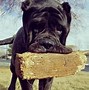 Image result for What's the Biggest Dog in the World