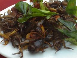 Image result for Feeder Crickets