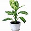 Image result for Air Purifier Plants