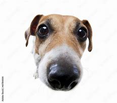 Image result for Dog Meme Face Big Nose