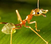 Image result for Venomous Ants