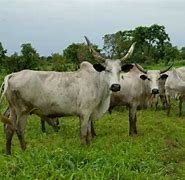 Image result for Fulani Cattle