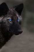 Image result for Dark Wolves 40K