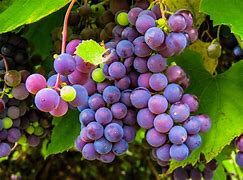 Image result for Red Wine Grapes